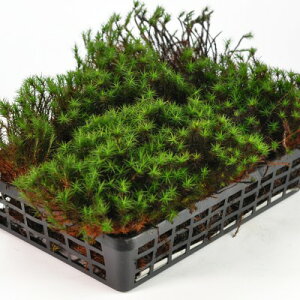  (XMSP)g[    RP eE RPE ۃE ~ ۖ~ ~͉ ~͑ g[ e 뉀