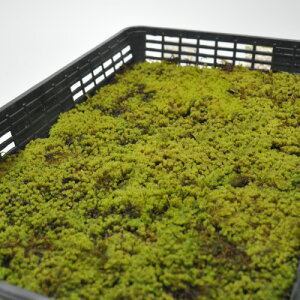  (XiSP)g[(5Zbg) Ȃ   RP eE RPE ۃE ~ ۖ~ ~͉ ~͑ g[ e 뉀 [NVbv ̌