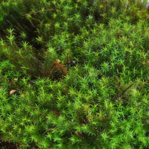  (XMSP)g[(5Zbg) ɂ   RP eE RPE ۃE ~ ۖ~ ~͉ ~͑ g[ e [NVbv ̌