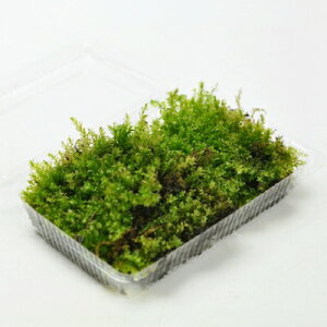 苔 コツボゴケ パック 小壺苔 こつぼごけ 苔玉 苔テラリウム 苔盆栽 コケリウム 植物 ビオトープ 庭園 キット 栽培 初心者 moss モス おすすめ インテリア 苔庭 苔リウム 専門店 緑化 庭 グラン