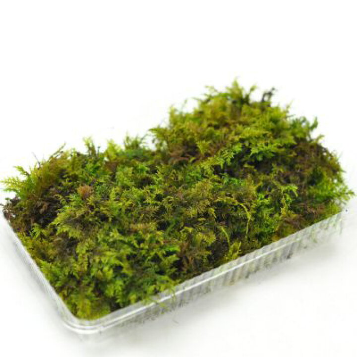 楽天市場】苔 シノブゴケ パック 忍苔 しのぶごけ 苔玉 苔テラリウム 