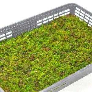 苔 シノブゴケ 大トレー 忍苔 しのぶごけ 苔玉 苔テラリウム 苔盆栽 コケリウム 植物 ビオトープ 庭園 キット 栽培 初心者 moss モス おすすめ インテリア 苔庭 苔リウム 専門店 緑化 庭 グラン