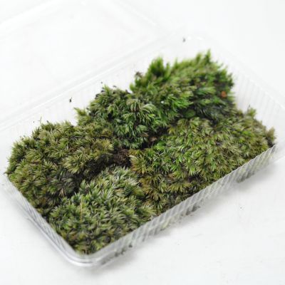 【買い回りクーポン配布中＆P2倍】苔 シラガゴケ パック 白髪苔 しらがごけ 苔玉 苔テラリウム 苔盆栽 コケリウム 植物 ビオトープ 庭園 キット 栽培 初心者 moss モス おすすめ インテリア 苔庭 苔リウム 専門店 緑化 庭 グランドカバー 流
