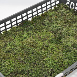  VKSP g[  炪 ۋ ۃeE ۖ~ RPE A rIg[v 뉀 Lbg ͔| S moss X  CeA ے ۃE X Ή  O