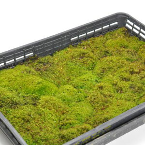  ^}SP g[ ʑ ܂ ۋ ۃeE ۖ~ RPE A rIg[v 뉀 Lbg ͔| S moss X  CeA ے ۃE X Ή  OhJ