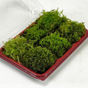  6 lߍ킹 pbN }SP Rc{SP XiSP Vb|SP nCSP VmuSP ۋ ۃeE ۖ~ RPE A rIg[v 뉀 Lbg ͔| S moss X