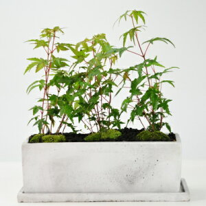 ~ ݂ 󂯎Mt ~ԃI[ {TC bonsai Mtg v[g 蕨 j a LO j ̓