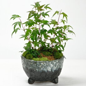 盆栽 もみじとバイカオウレンの苔庭 紅葉 ボンサイ ボンサイ bonsai ギフト プレゼント 贈り物 お祝い 誕生日 記念日 長寿祝い