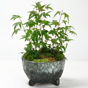 ~ ݂ƃoCJIȆے gt {TC {TC bonsai Mtg v[g 蕨 j a LO j ̓