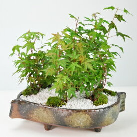 盆栽 紅葉の森 豪華絢爛 もみじ ボンサイ bonsai ギフト プレゼント 贈り物 お祝い 誕生日 記念日 長寿祝い 父の日