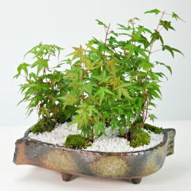 盆栽 紅葉の森 豪華絢爛 もみじ ボンサイ bonsai ギフト プレゼント 贈り物 お祝い 誕生日 記念日 長寿祝い