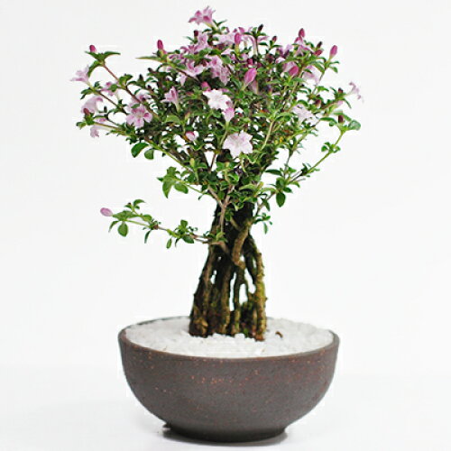 盆栽 根上がりの 香丁木 コウチョウギ 信楽焼陶器鉢 根上りの盆栽 初心者 インテリア モダン 室内 デスク 卓上 誕...
