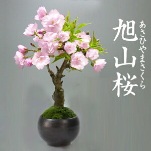 ~  ~j~ ˍ R ~j ~ A   S Ԍ v[g Mtg 蕨 a j ސE N  LO ړ]  i j ̓ ̓ A 