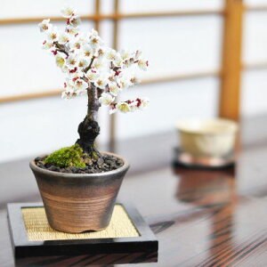 ~ ~ ~j ~ ~j~ Ïċ ~~ ~̖~ S  ĕt 엿t ~ ~jTCY Ԃ Mtg v[g 蕨 i j JX I[v