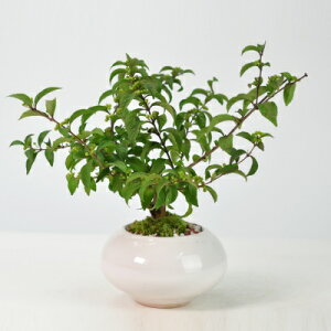 ~  ̎̂Ȃ~ ~j~  {TC bonsai Mtg v[g 蕨 j a LO j