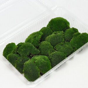  r[hSP pbN r[h ۋ ۃeE ۖ~ RPE A rIg[v 뉀 Lbg ͔| S moss X  CeA ے ۃE X Ή  OhJ