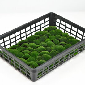 苔 ビロード苔(ビロードゴケ)小トレー テラリウム 苔リウム 盆栽 苔盆栽 苔庭