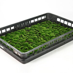  r[h(r[hSP)g[(5Zbg) eE ۃE ~ ۖ~ ے