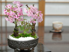 盆栽 桜 もみじ 桜ともみじの寄植え 6号 信楽焼作家鉢 ミニ盆栽 bonsai おしゃれ 初心者 室内 鑑賞 ミニ桜 ミニ山もみじ 旭山桜 一才桜 ミニ盆栽 お花見 鉢植 お祝い プレゼント 鉢花 贈り物 サクラ 桜特集 盆栽妙