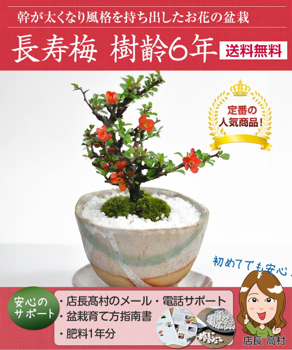 楽天市場】母の日 ミニ盆栽 長寿梅 ちょうじゅばい 信楽焼祝い鉢 