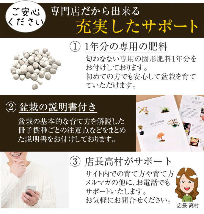 楽天市場】ミニ盆栽 ミニ五葉松 入門道具セット 樹齢5年 松 ミニ盆栽  