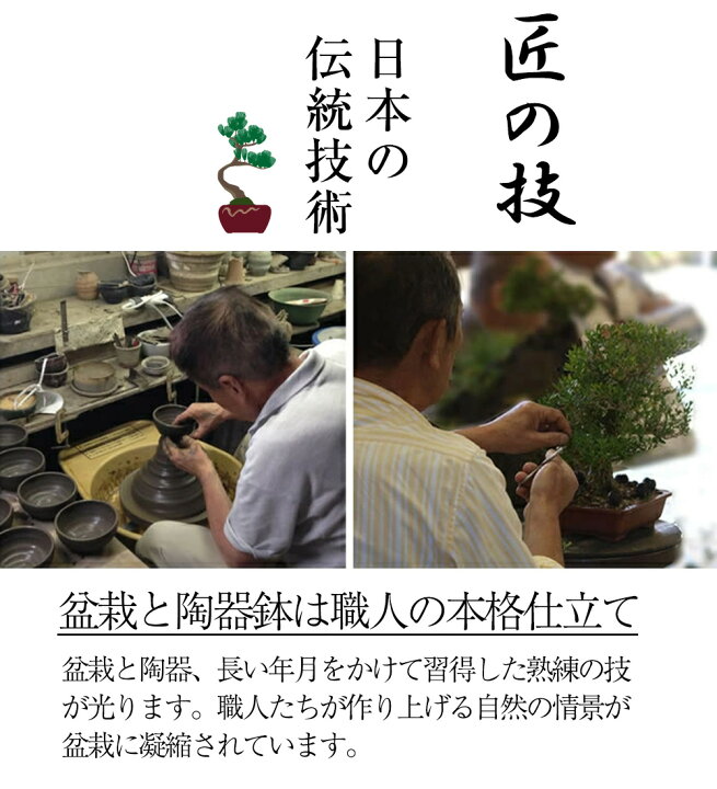 ①盆栽 五葉松 鉢付き 20号サイズ 樹齢50年以上 高さ約90センチ 引取 
