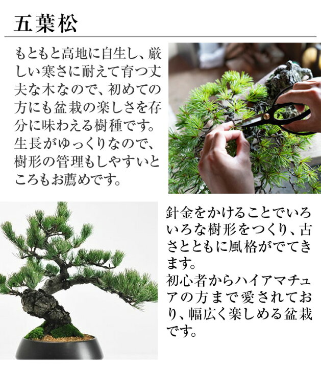楽天市場】盆栽 松 五葉松 樹齢5年 ミニ盆栽 初心者 インテリア 室内 