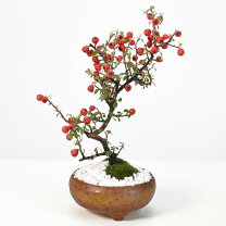 楽天市場】すもも（盆栽｜花・観葉植物）：花・ガーデン・DIYの通販