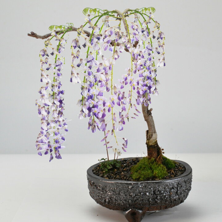楽天市場】盆栽 藤 藤の和の庭 藤盆栽 鉢植え 花盆栽 ギフト 贈り物 