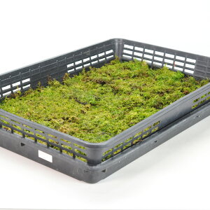 ツヤ苔 ツヤゴケ 艶苔 大トレー 苔 コケ 苔テラリウム テラリウム 苔リウム 盆栽 苔盆栽 苔庭