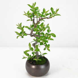 盆栽 ミニ盆栽 曲がり深山カイドウ りんご 実のなる盆栽 海棠 鉢花 鉢植え ギフト プレゼント 父の日 敬老の日