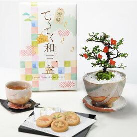 敬老の日 盆栽 長寿梅白掛祝い鉢(受け皿付き)と和三盆クッキーセット ミニ盆栽 ギフト プレゼント 贈り物 鉢植え 鉢花 スイーツ 焼き菓子 bonsai