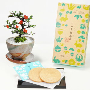 hV̓ ~ ~|j(󂯎Mt)ƘaO~S[tbgZbg ~j~ Mtg v[g 蕨 A  XC[c Ăَq bonsai