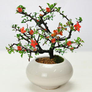 盆栽 枝ぶりの良い長寿梅 赤花 万古焼 白和鉢 植物愛好家 園芸 ミニチュア庭園 伝統的な日本の芸術 美しい花 緑の葉 水やり 手入れ方法 盆栽の鉢 植物育成 剪定 伝統芸術 盆栽 技法 自然観