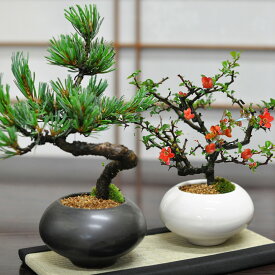 盆栽 枝振りの良い松と花のペア盆栽日本文化 緑の美学 造形美 五輪の松 美術品 ミニチュア風景 園芸技術 手入れ 美的感覚 伝統芸術 盆栽 技法 瞑想 精神性 自然観 忍耐力 繊細さ 和風 庭園 美意識 敬老の日