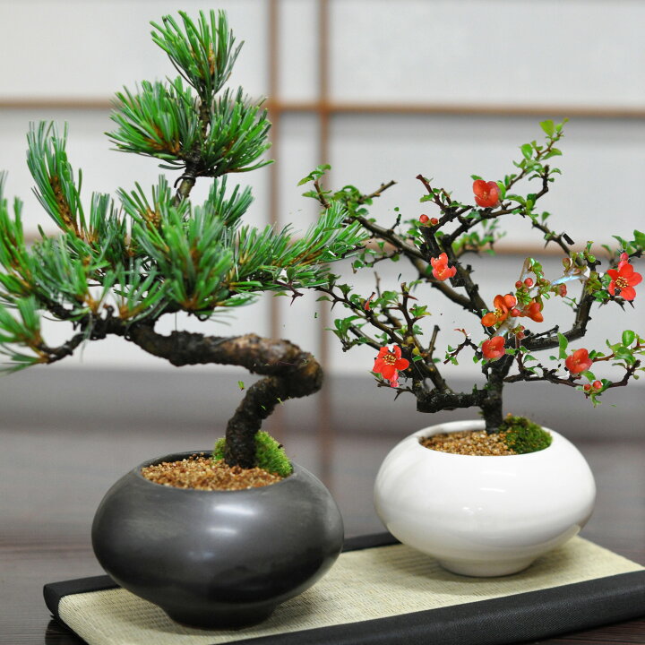 楽天市場】盆栽 枝振りの良い松と花のペア盆栽日本文化 緑の美学 造形 