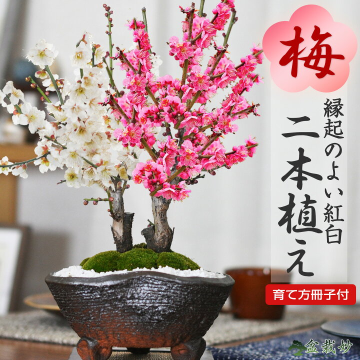 楽天市場】盆栽 紅梅と白梅の二本植え 梅の盆栽 寄せ植え 梅盆栽 ミニ 