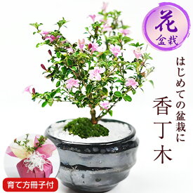 盆栽 ミニ盆栽 香丁木 コウチョウギ 万古焼天目鉢 初心者 インテリア モダン 鑑賞 デスク 卓上 誕生日 お祝い 退職 開店祝い 周年 結婚 卒業 入学 引越 新築 改装 移転 送別 昇進 長寿祝い 敬老の日