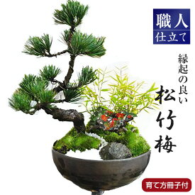 盆栽 モダン 松竹梅 5号 お正月 福 縁起物 植物 松 五葉松 梅 長寿梅 竹 笹 ぼんさい 正月飾り 寄植え お正月 迎春 正月 お年賀 寄せ植え盆栽 ギフト用盆栽 室内鑑賞 プレゼント ギフト オープン 祝い 就任祝い 周年祝い
