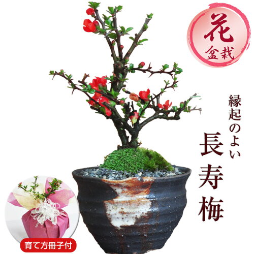 盆栽 長寿梅 信楽焼つぼ鉢 ミニ 盆栽 初心者 室内 鉢植え ちょうじゅばい デスク 卓上 誕生日 お祝い 退職 開店...