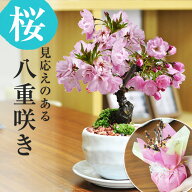 【開花終了】桜 盆栽 桜盆栽 ミニ盆栽 白波和鉢 旭山桜 八重桜 さくら 初心者 室内 デスク 卓上 プレゼン…