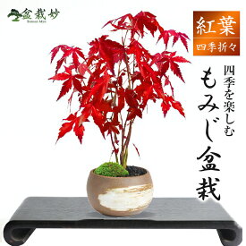 遅れてごめんね父の日 盆栽 もみじ ハケメ丸鉢 ミニ盆栽 紅葉 モミジ 山もみじ ミニ 初心者 はじめる キット ビギナー 四季 風景 盆景 bonsai ミニモミジ 趣味 プレゼント インテリア モダン 室内 デスク 卓上 誕生