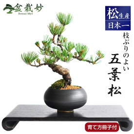 盆栽 松 枝ぶりの良い 曲付き 五葉松 太幹 ミニ盆栽 松盆栽 高松盆栽 ギフト プレゼント 敬老 縁起 趣味 初心者 室内 卓上 モダン おしゃれ ミニ観葉 誕生日 お祝い 退職 開店祝い