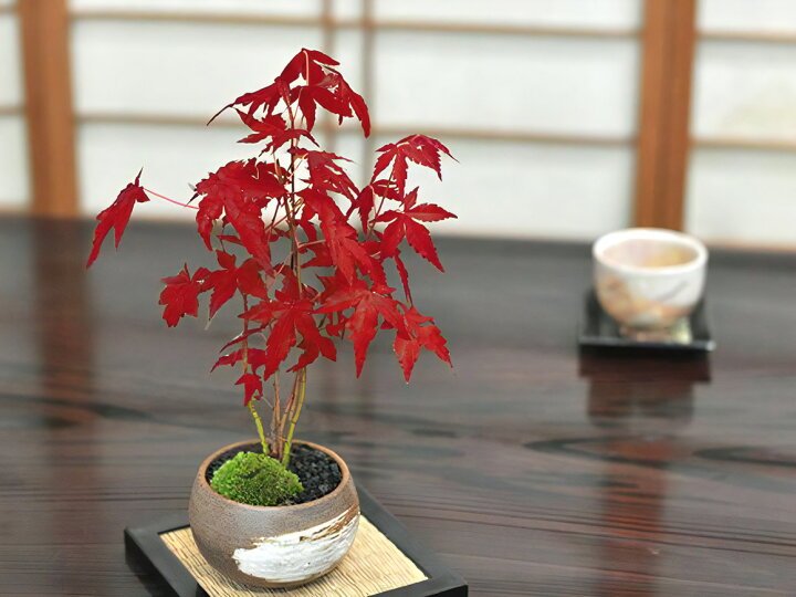 楽天市場】【半額クーポン 11/27まで】盆栽 もみじ 紅葉直前 ハケメ丸 