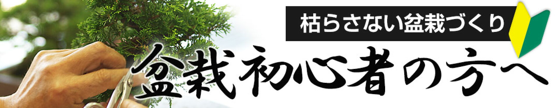 盆栽初心者の方へ