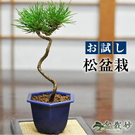 盆栽 送料無料 お試しミニ盆栽 黒松 はじめてでも安心 盆栽はじめてブックプレゼント中【和 観葉植物 職…