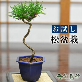 盆栽 送料無料 お試しミニ盆栽 黒松 はじめてでも安心 盆栽はじめてブックプレゼント中【和 観葉植物 職人 趣味 ホビー 松盆栽 ミニ盆栽 bonsai 盆栽 入門 初心者 おためし ボンサイ】