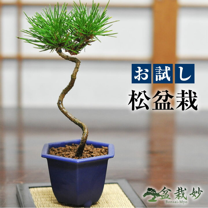 楽天市場】盆栽 送料無料 お試しミニ盆栽 黒松 はじめてでも安心 盆栽 