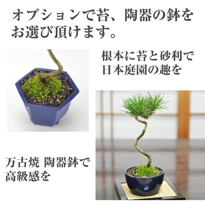 楽天市場】盆栽 送料無料 お試しミニ盆栽 黒松 はじめてでも安心 盆栽 