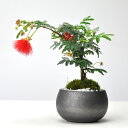 盆栽 ねむの木 ネムノキ ミニ盆栽 合歓木 鉢植え 園芸 植物愛好家 自然美 ミニチュア風景 プレゼント ギフト 贈り物 母の日 父の日 敬老の日 誕生日 長寿 御祝い 開店 就任